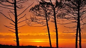 A sunset with silhouetted trees against a vibrant sky. - Villa Martic in Biscarrosse (Biscarrosse)