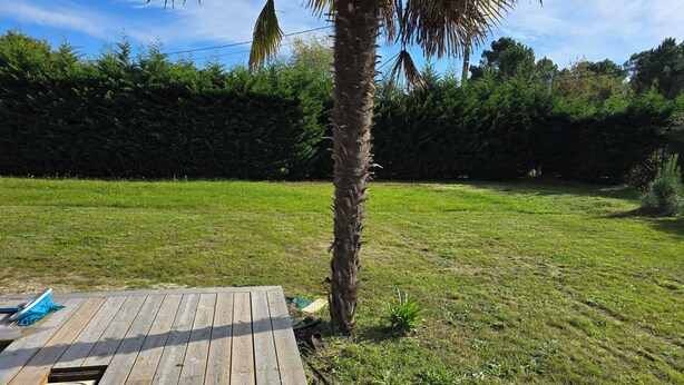 A wooden deck with a palm tree and a grassy yard. - Villa Martic in Biscarrosse (Biscarrosse)