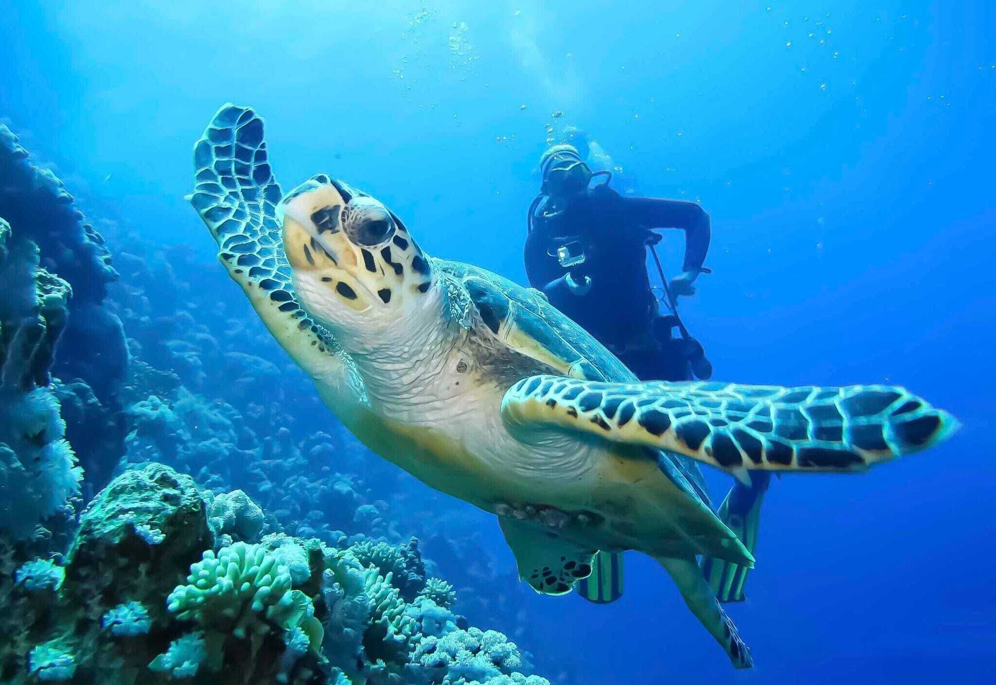 Une tortue de mer nageant près d’un plongeur, dans un paysage sous-marin parsemé de formations coralliennes.