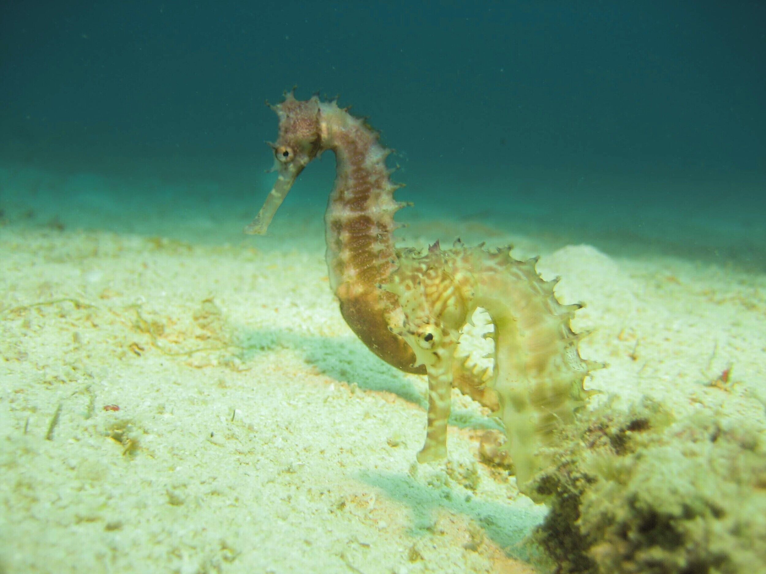 A seahorse swimming in clear water.