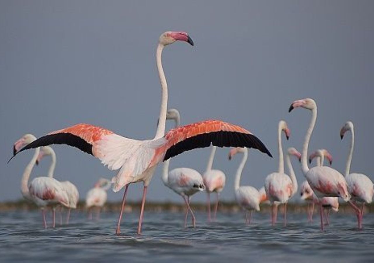 A group of flamingos standing in shallow water.