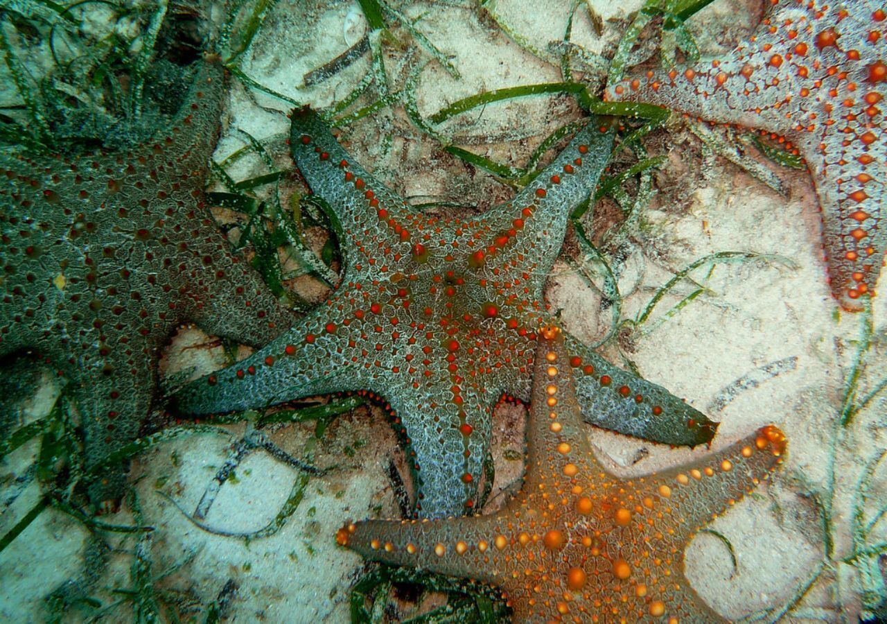 A starfish on a sandy seabed with seaweed.