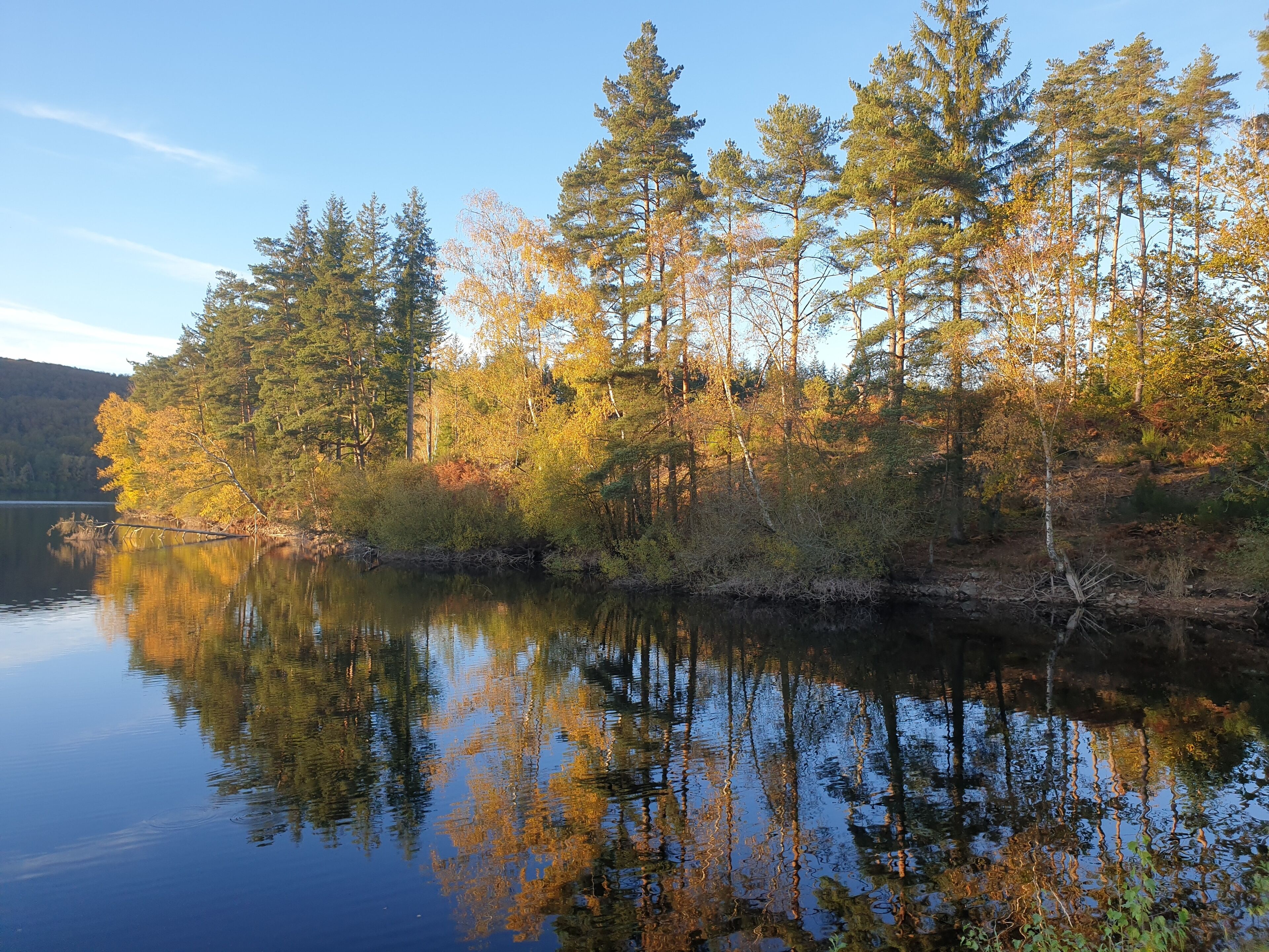 Ein ruhiger See, umgeben von dichtem Wald mit hoch aufragenden Bäumen, deren Spiegelbild sich im Wasser zeigt.