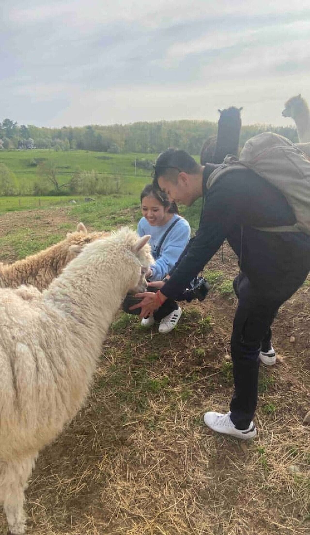 A person interacting with a sheep in a grassy field.