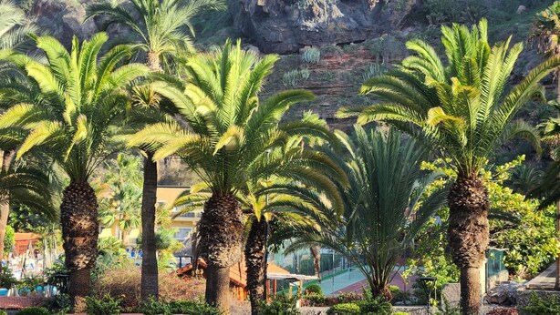 A row of palm trees in a landscaped area with a rocky cliff in the background.