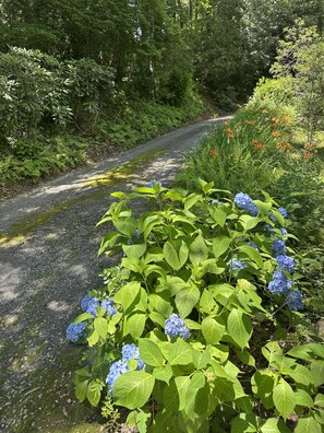Property grounds - Katie's Lakehouse, Beautiful views, Canoe & Kayak (Highlands)