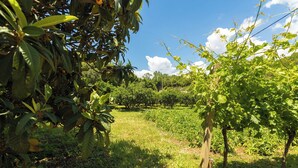 Un vignoble avec des rangées de vignes et un ciel bleu azur.