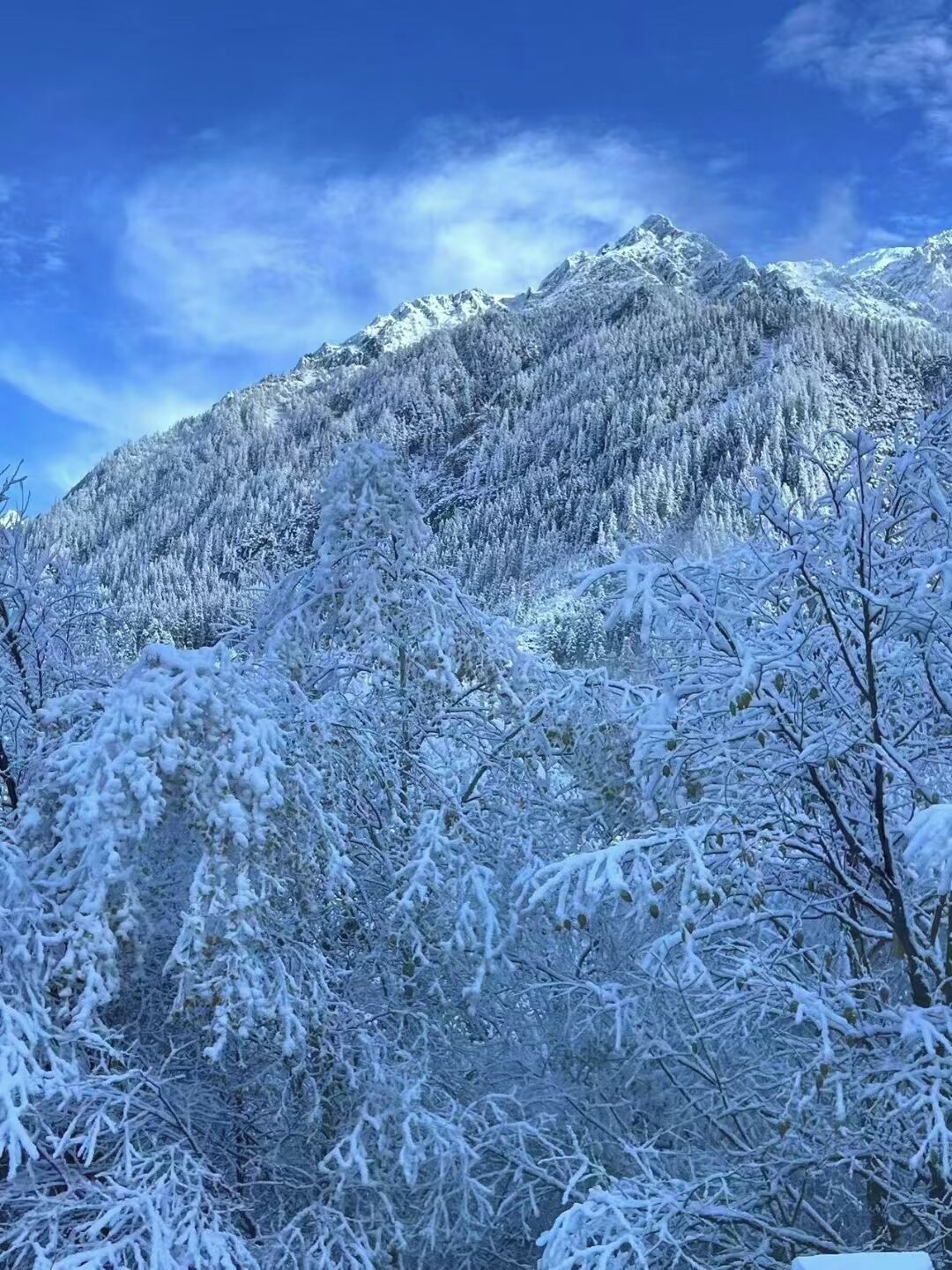 A snowy mountain landscape with dense forest.