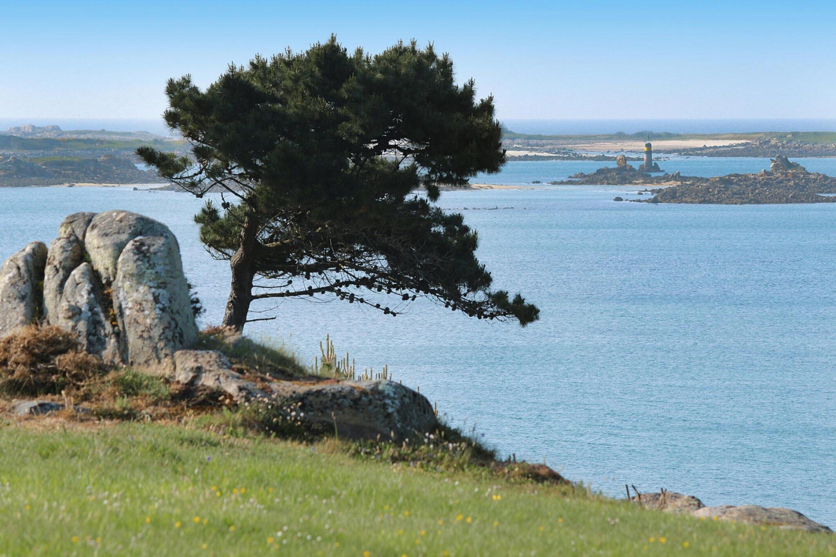 Un paysage côtier caractérisé par un pin imposant, des affleurements rocheux et une mer calme.