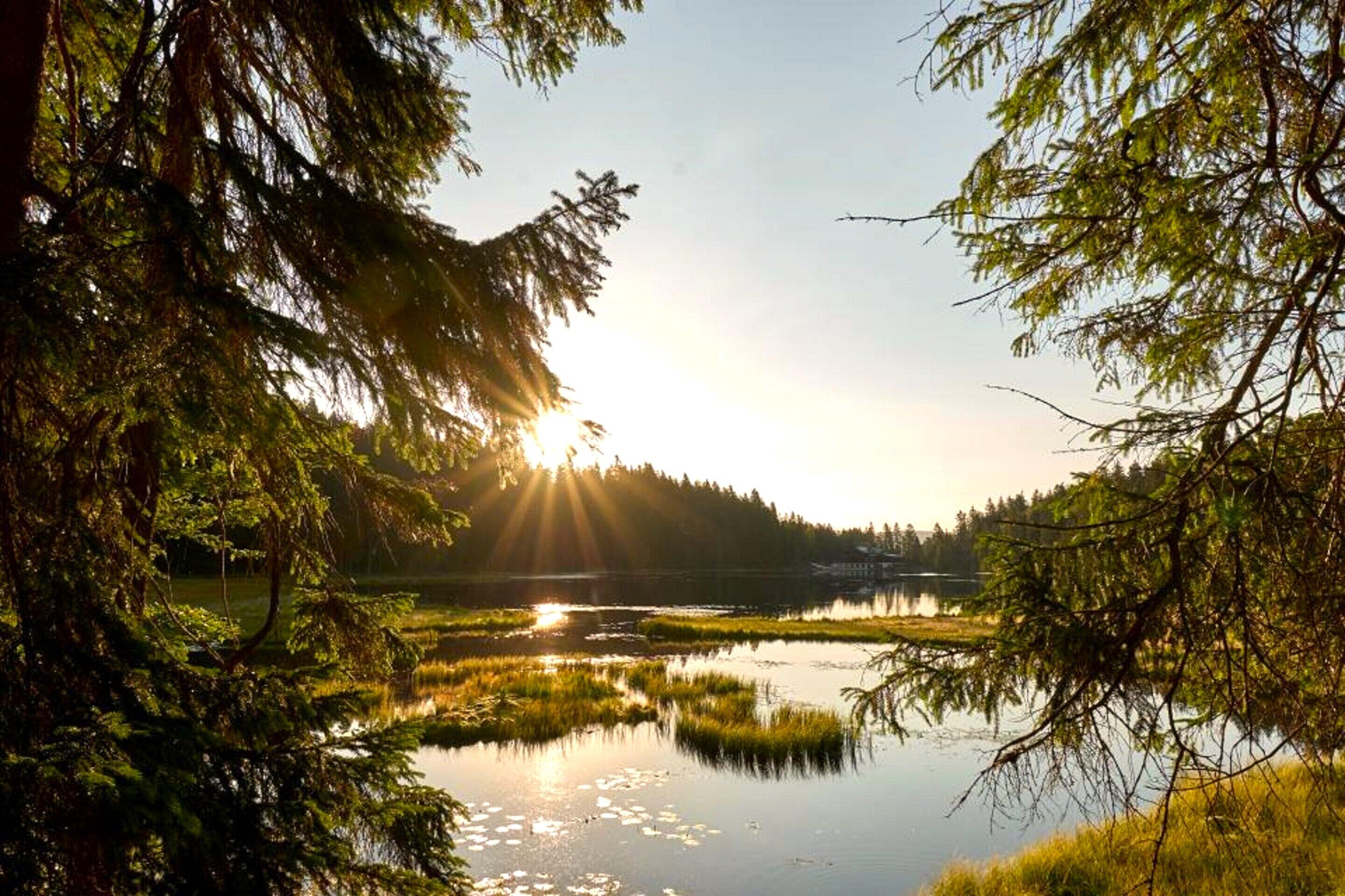 A serene lakeside view with dense trees and a clear sky.