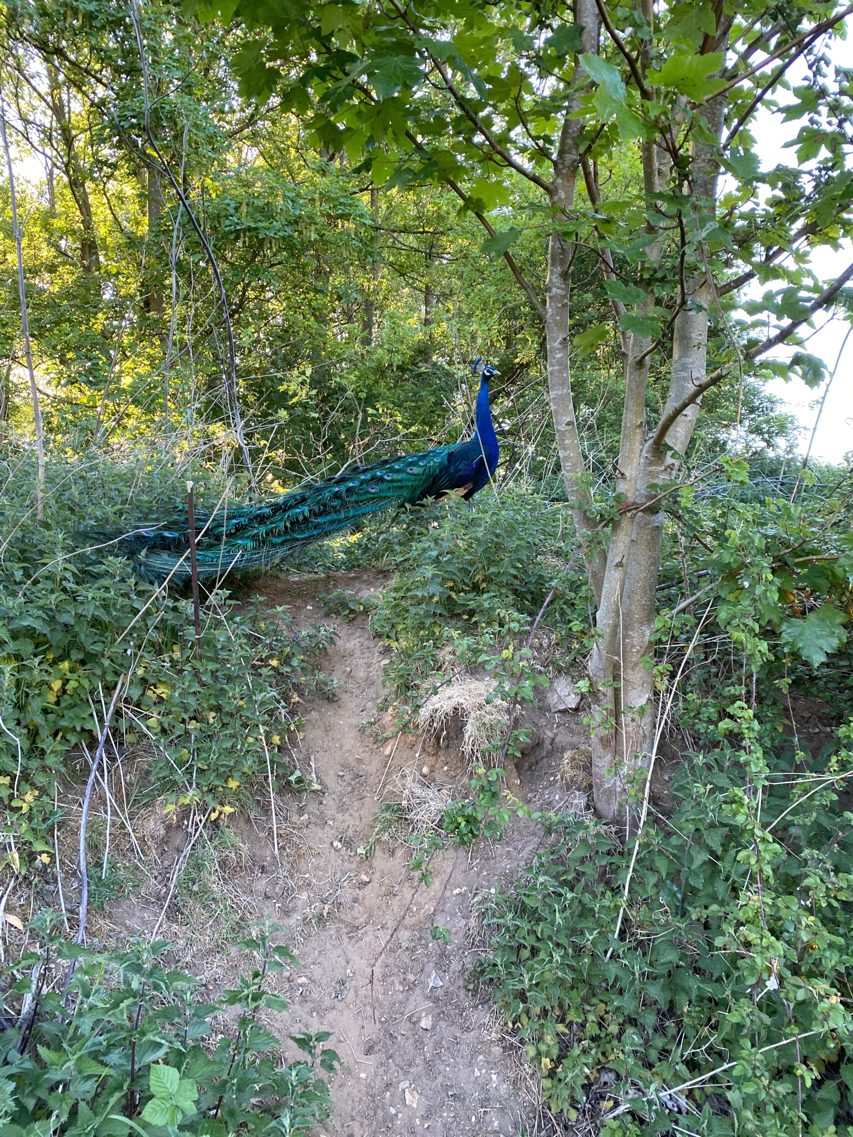 Un pavo real en un área boscosa con follaje denso y árboles.