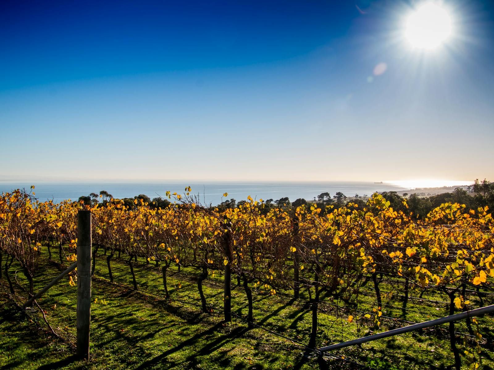A vineyard with rows of grapevines and a clear view of the ocean.