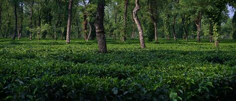 A lush tea plantation with rows of tea bushes and tall trees.
