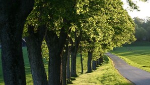 A tree-lined pathway with a paved road curving through a grassy area. - Brendle Apartment with Balcony and Wi-Fi (Sankt Johann)