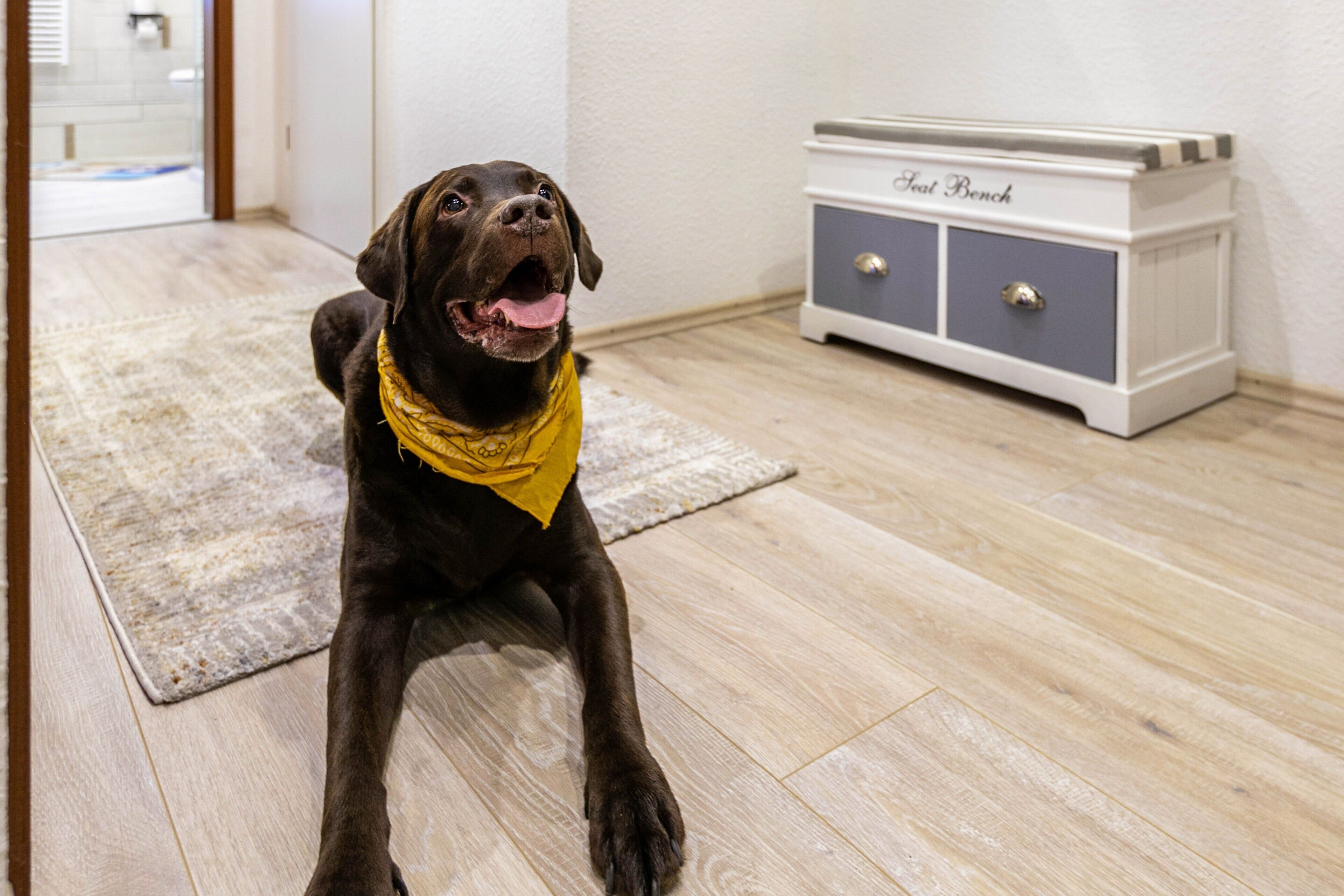 A dog lying on a rug in a room with a wooden floor and a white bench with drawers.
