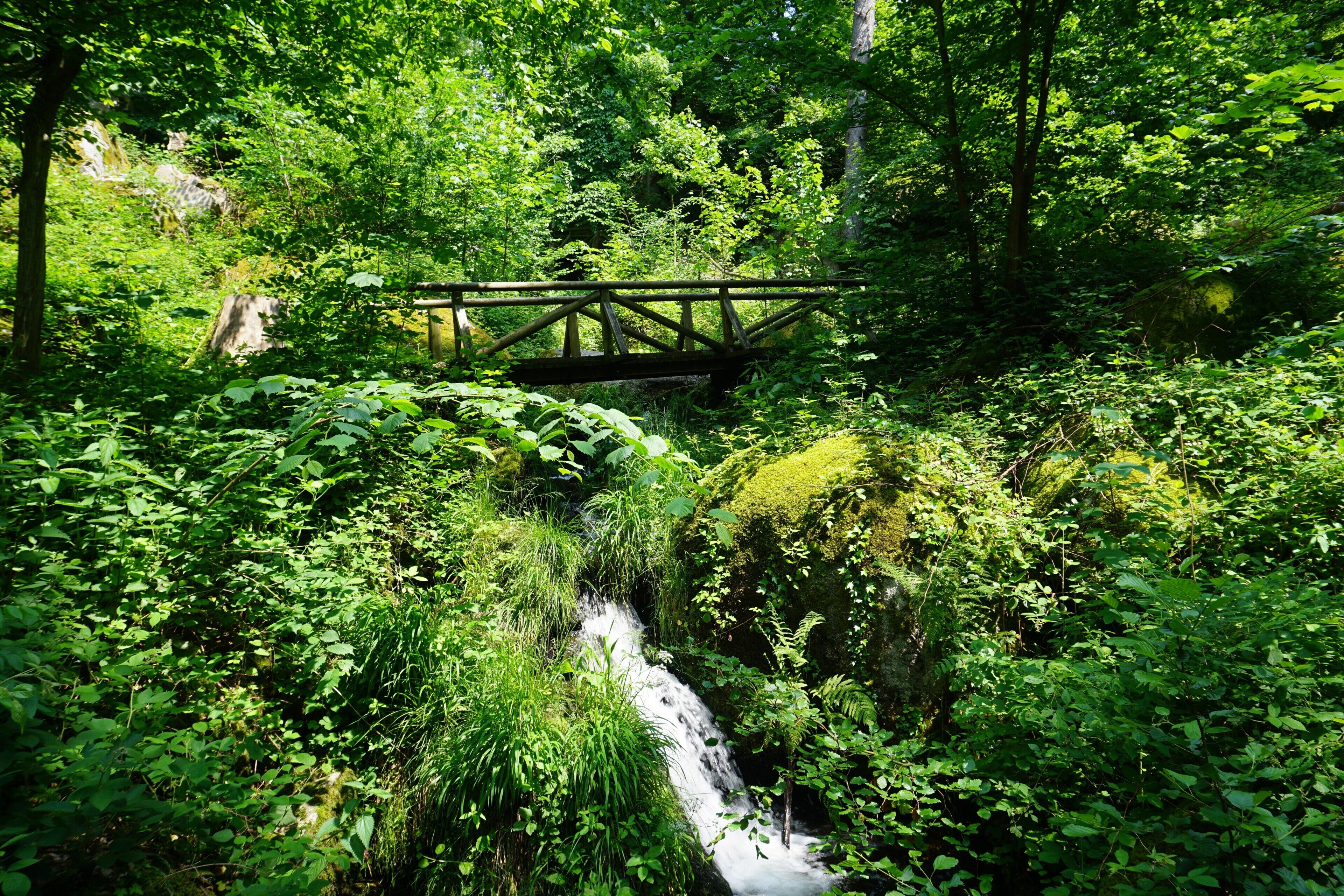 A wooden bridge over a small waterfall surrounded by dense greenery.