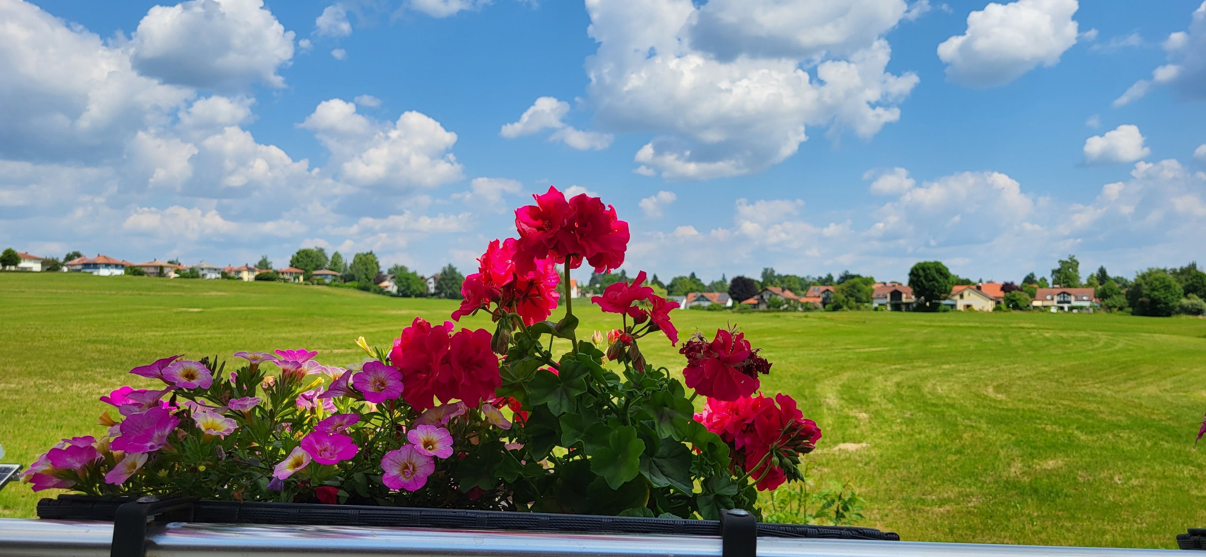 En have med farverige blomster og en klar, blå himmel.