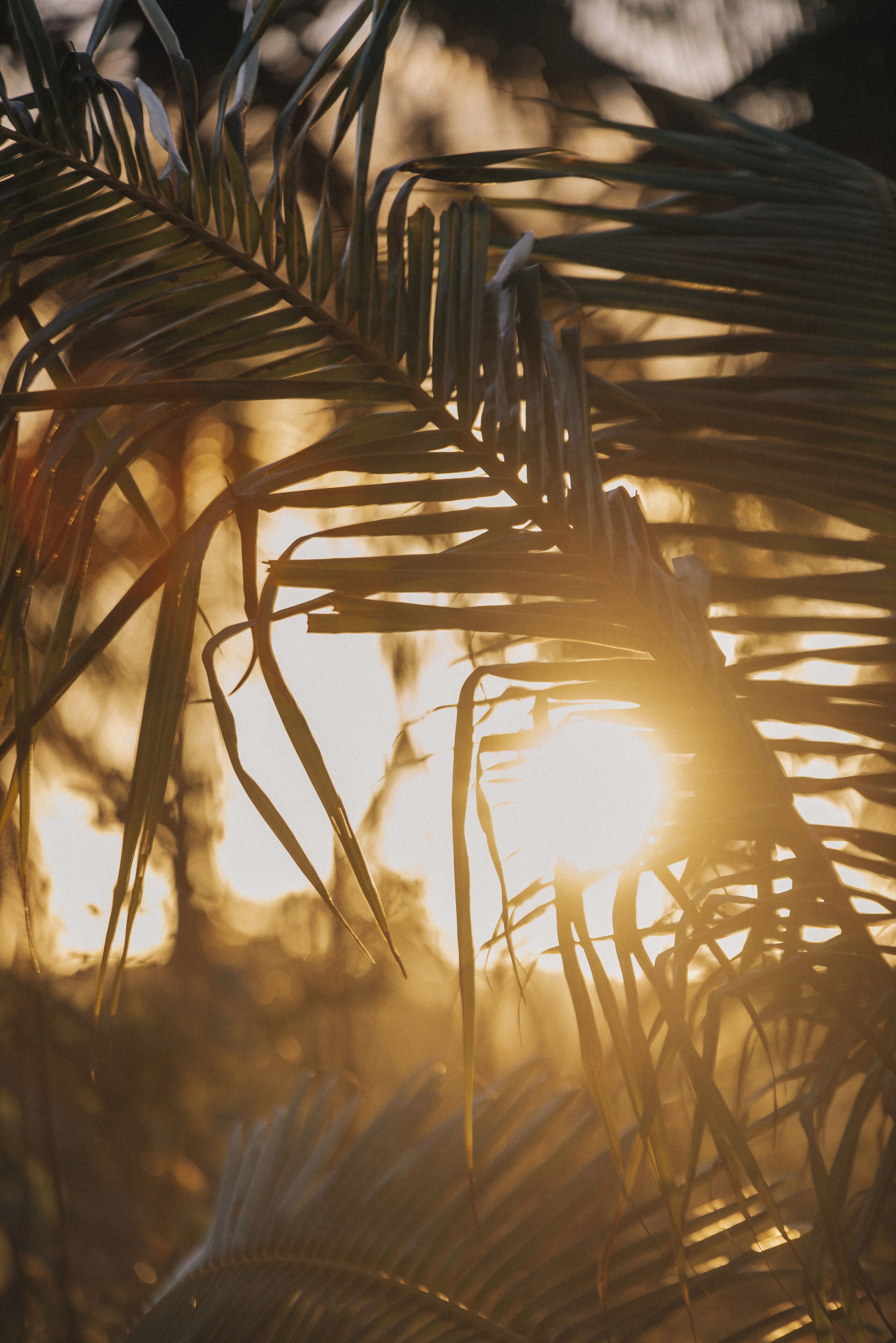 A close-up of palm leaves with sunlight filtering through.