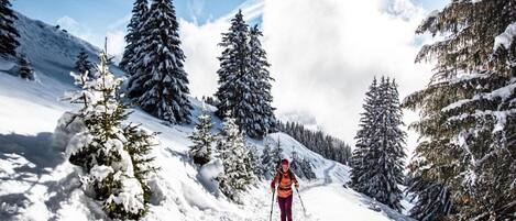 Un sentier de montagne enneigé, bordé de chaque côté par des arbres à feuilles persistantes.