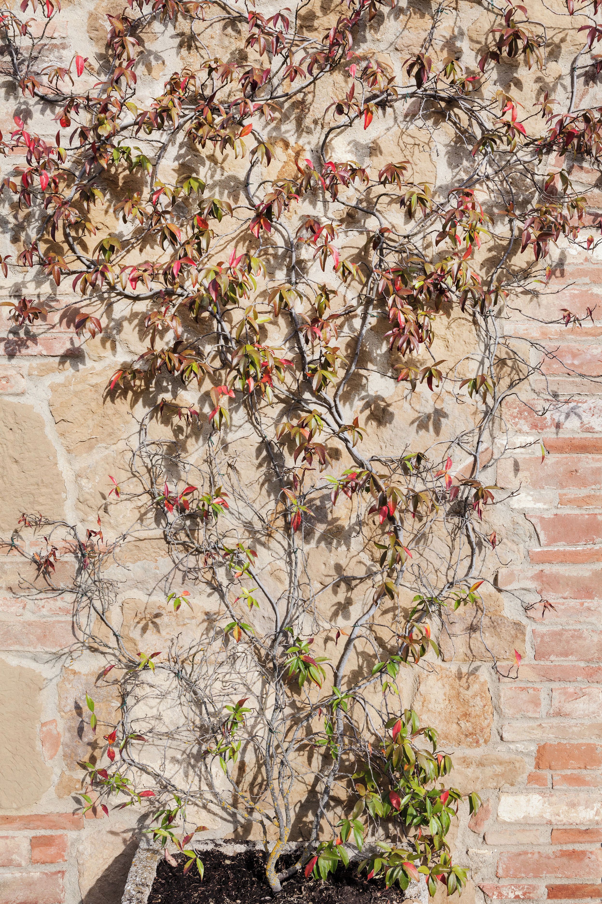 Une plante aux feuilles rouges et vertes, se dressant devant un mur de briques.