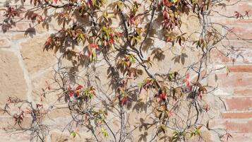 Une plante aux feuilles rouges et vertes, se dressant devant un mur de briques.