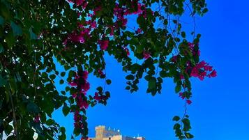 Vue sur le jardin