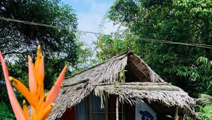 A rustic hut with a thatched roof, surrounded by lush greenery and a large tree in the foreground.