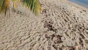 Una playa arenosa con palmeras y un mar tranquilo.