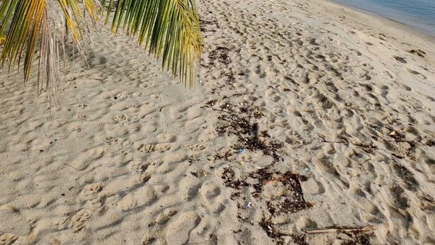 Une plage de sable avec des palmiers et une mer calme.