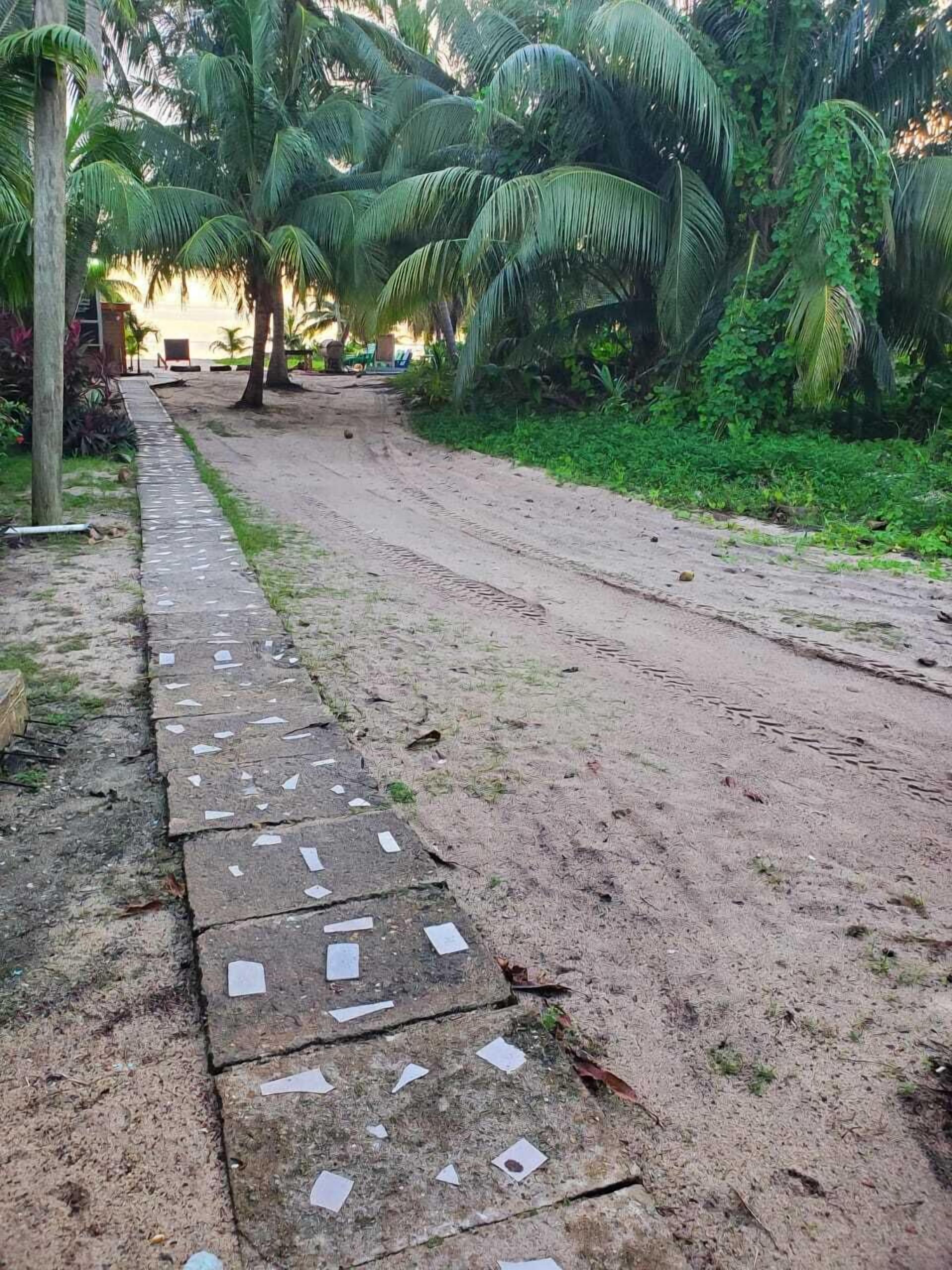 A paved pathway with scattered papers, surrounded by lush greenery and palm trees.