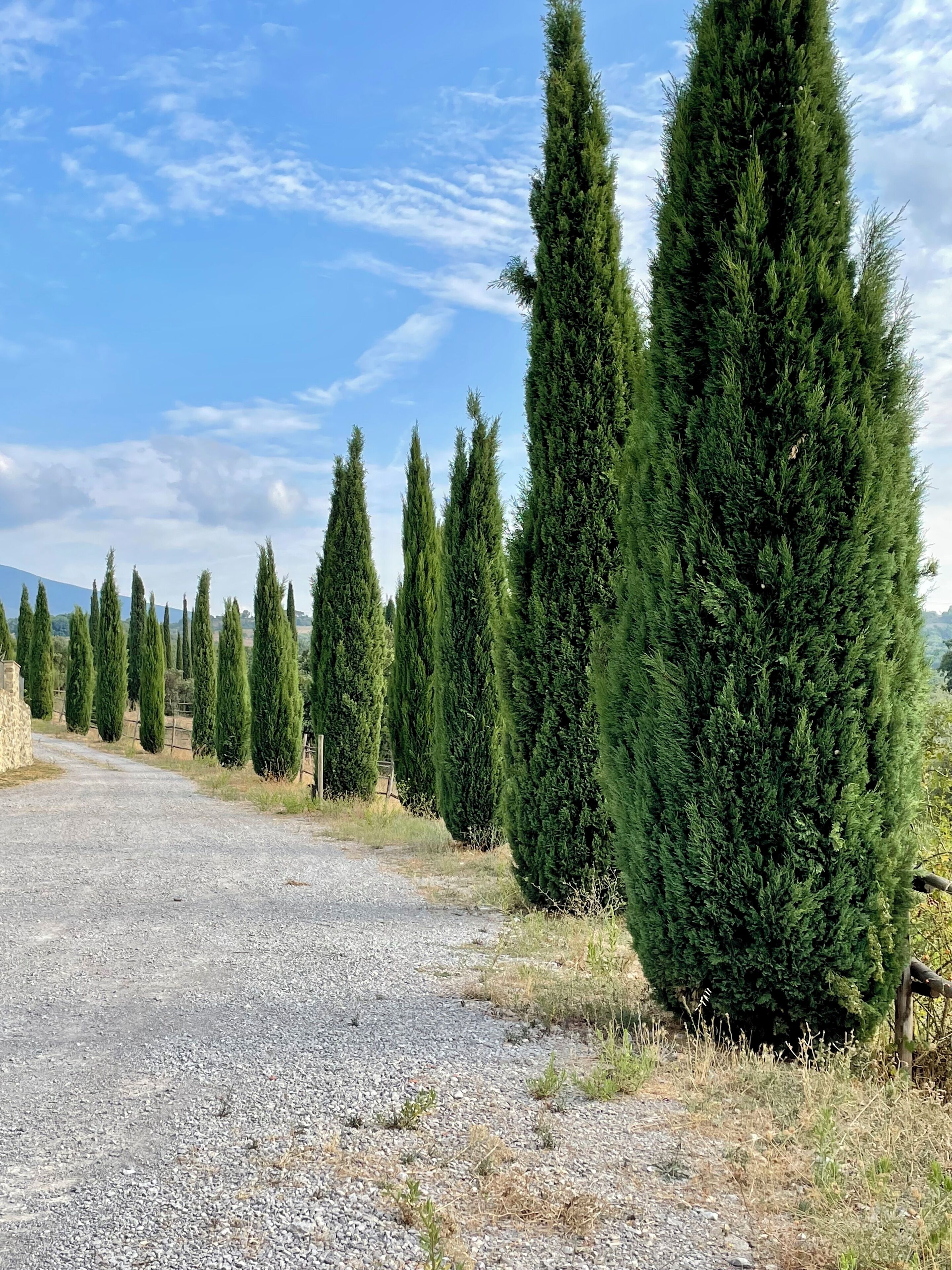 Un camino de grava bordeado por altos árboles de coníferas.