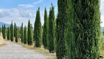 Una strada sterrata costeggiata da alti alberi sempreverdi.