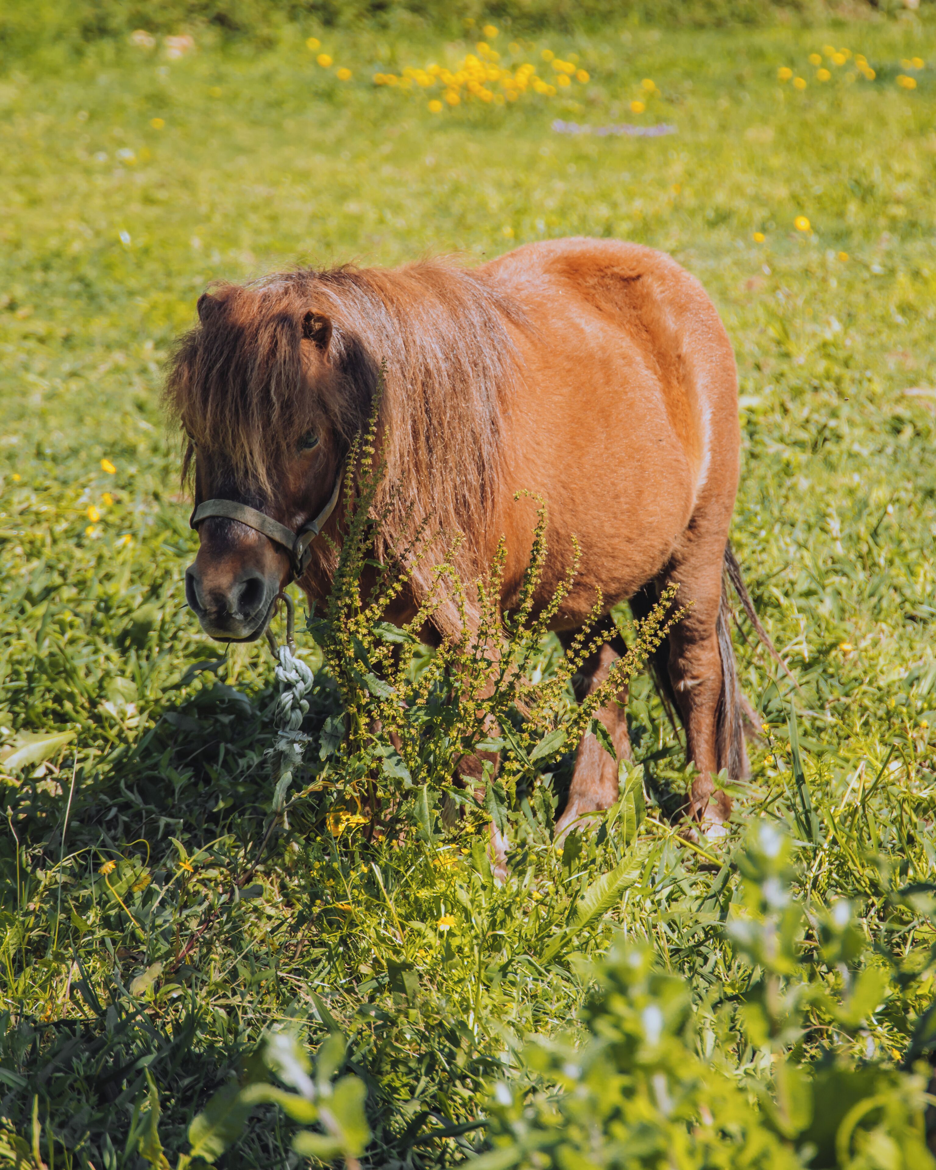 Een klein bruin pony graast in een grasveld met gele bloemen.