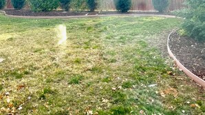 Ein Garten mit hohen Bäumen, einem Holzzaun und einer Rasenfläche mit verstreuten Blättern.