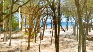 Ein Strandabschnitt mit Bäumen und einem Sandweg.