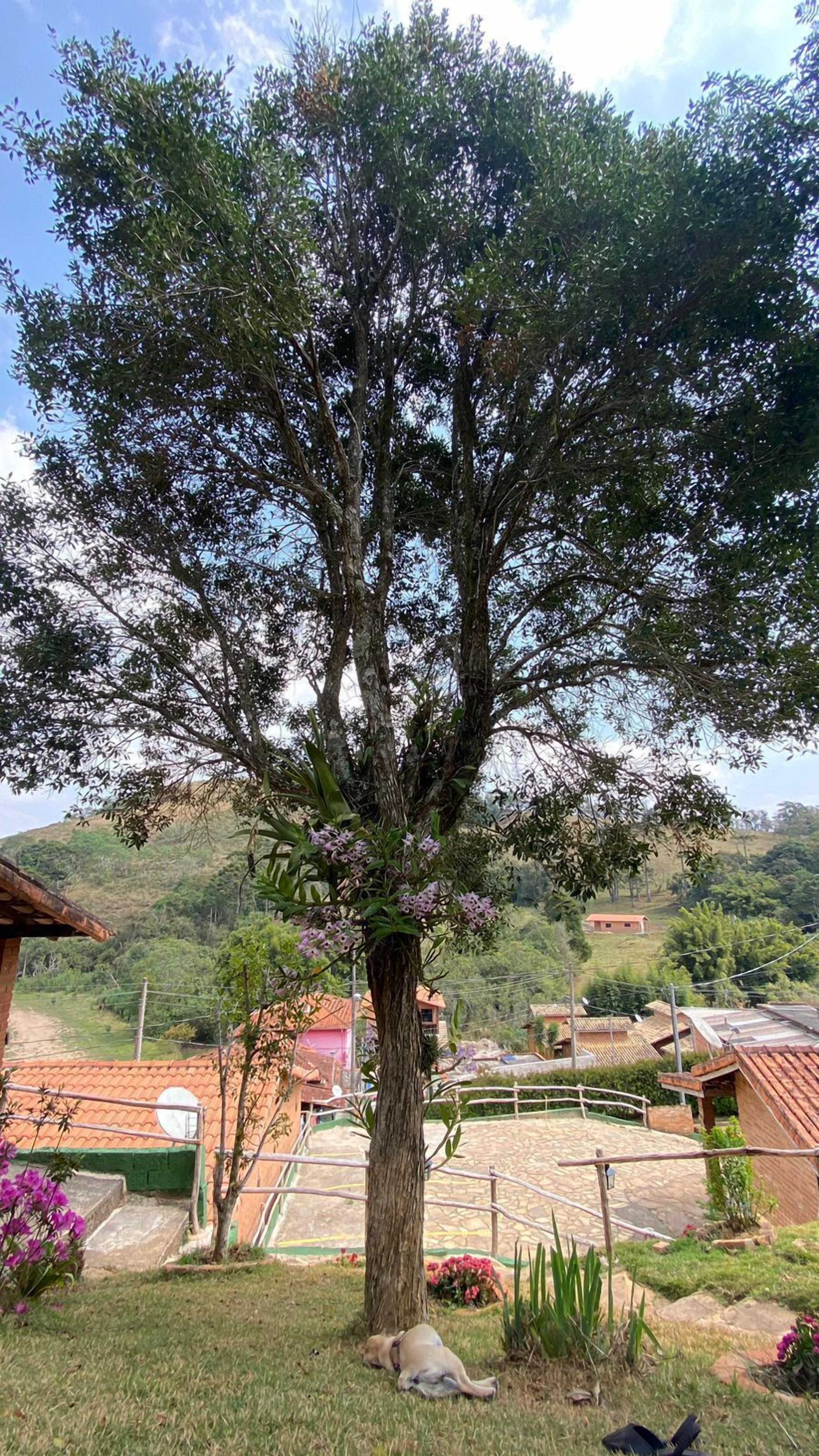 Un gran árbol con flores púrpuras en un entorno rural, con casas al fondo.