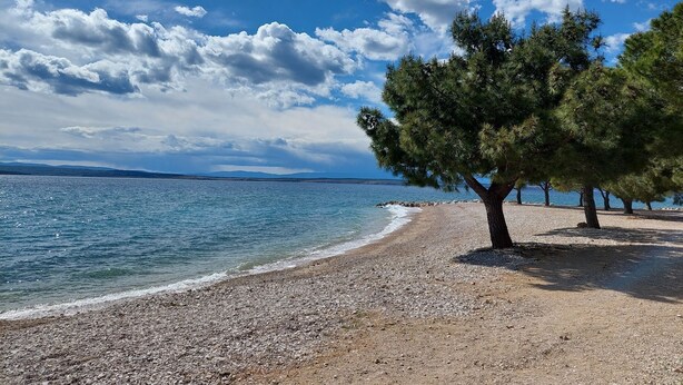 A pebble beach with a large tree and a clear blue sky.