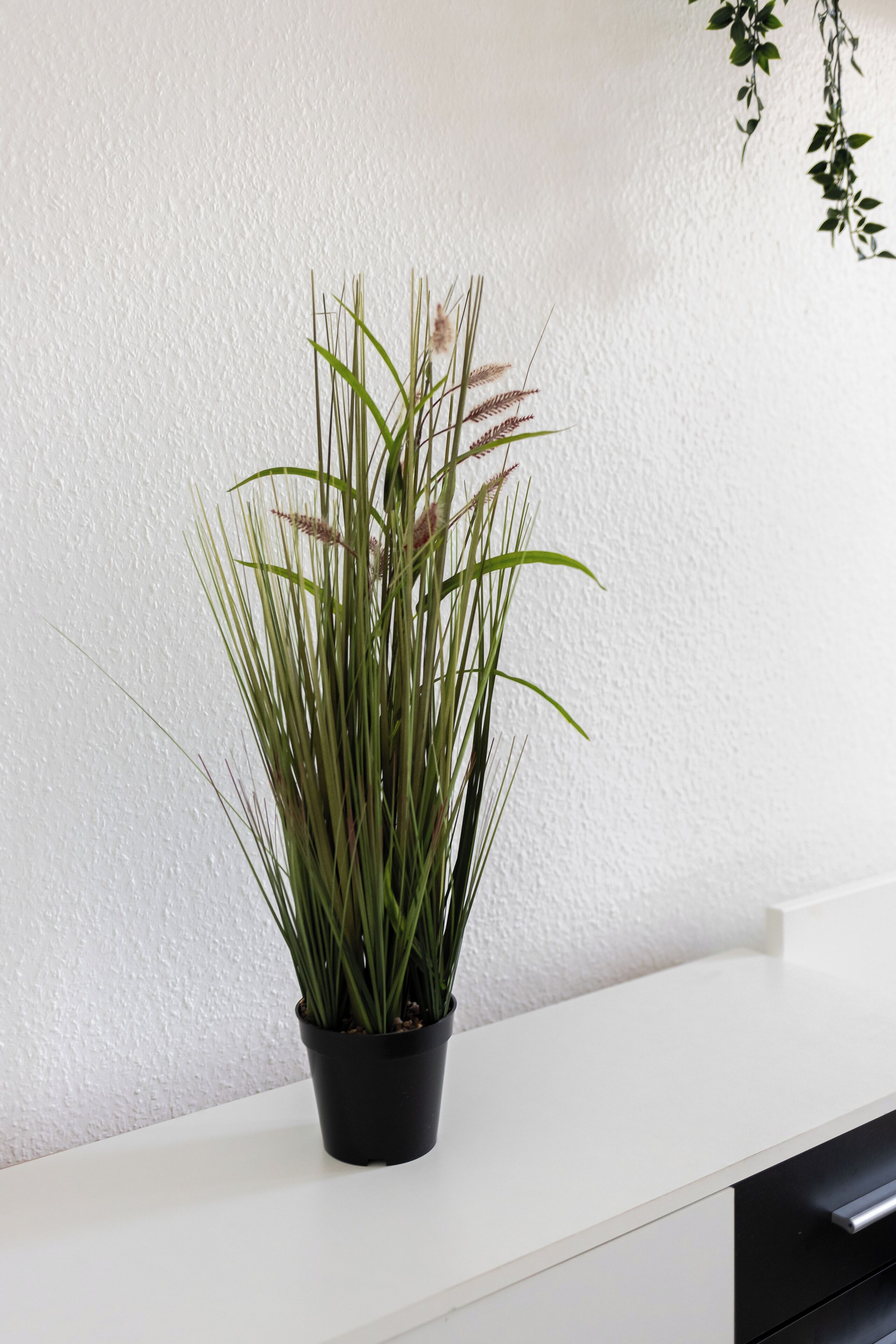 Una planta en maceta sobre una superficie blanca, frente a una pared con textura.