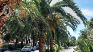 A street lined with palm trees and parked cars. - Charming flat only 50 metres to the beach with private terrace, sea view, parking space (Dramalj)