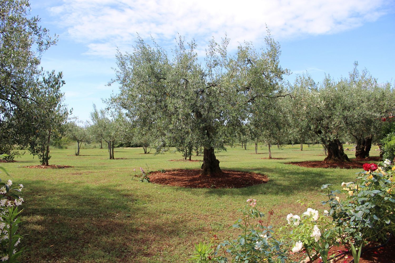 An olive grove with mature trees and blooming flowers.