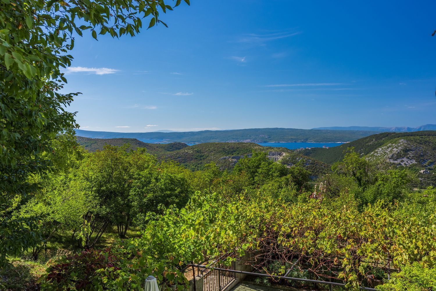 Ein Weinberg mit Blick auf sanfte Hügel und einen strahlend blauen Himmel.