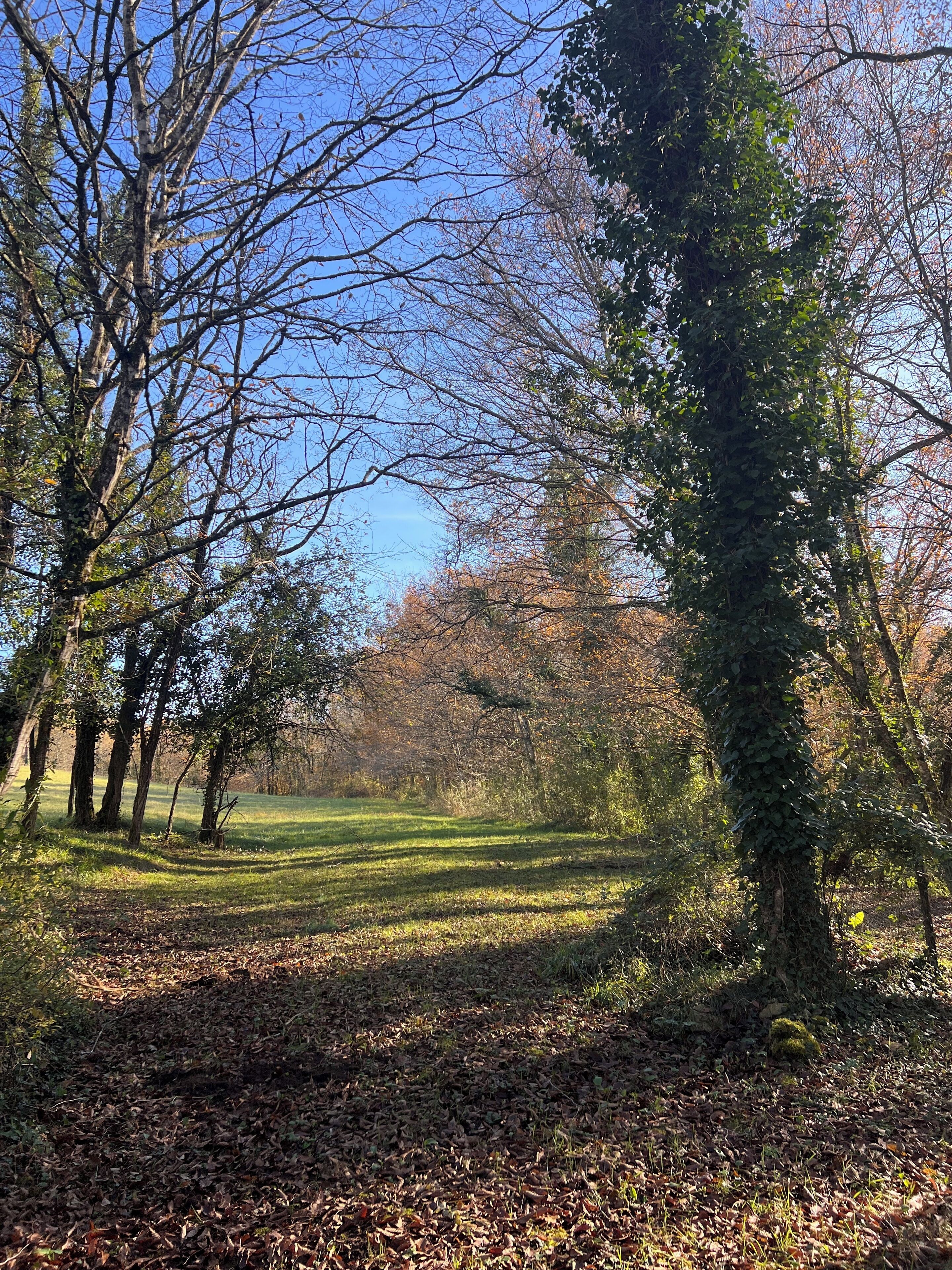 Un parc amb arbres, gespa i un camí.