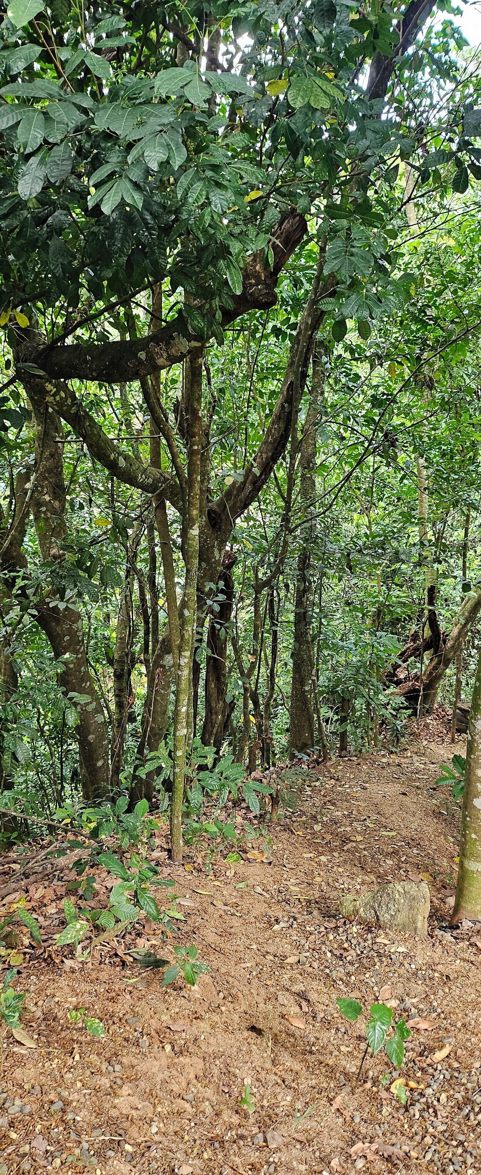 Une forêt dense, avec de grands arbres et un sol recouvert de feuilles mortes.