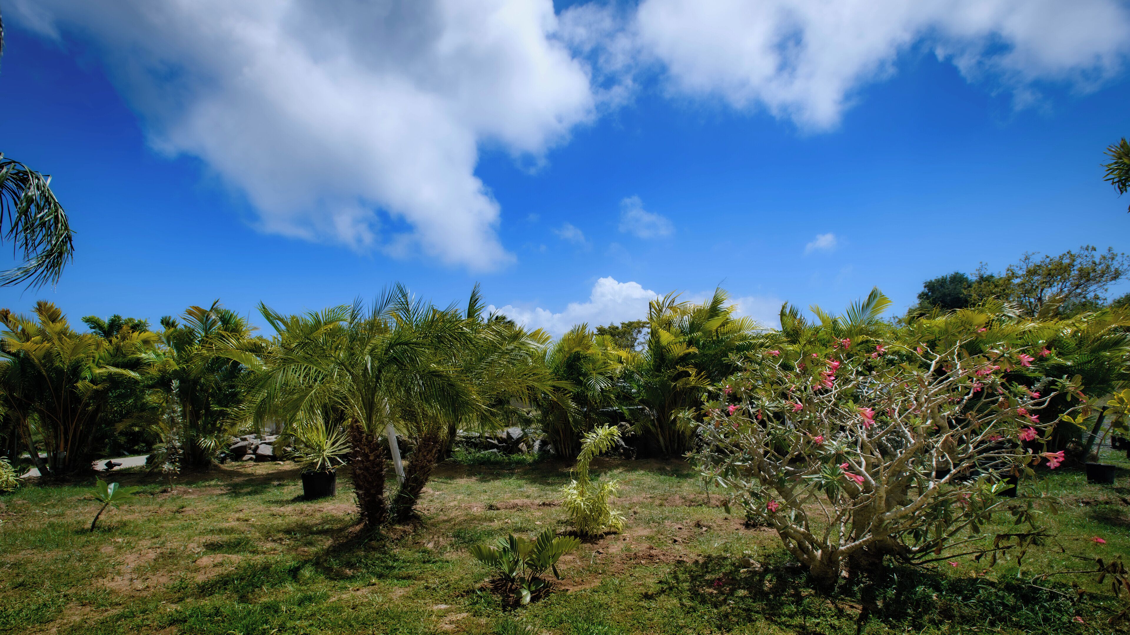 Un jardín con diversas plantas y árboles, entre ellos palmeras y plantas con flores.