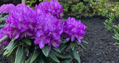 Charming Room in a house with aminities in lovely Boston