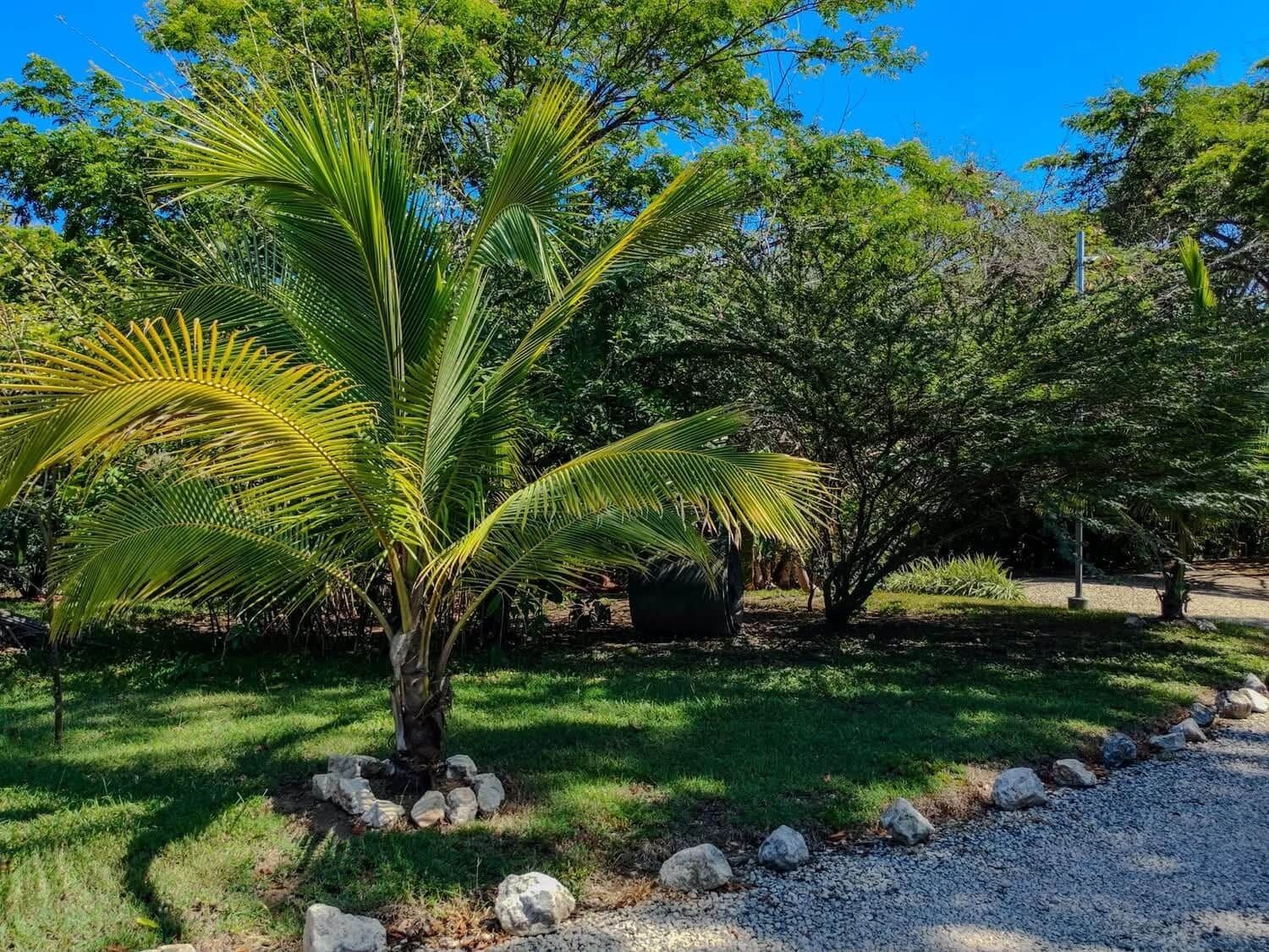 A palm tree in a garden with a gravel path and rocks.