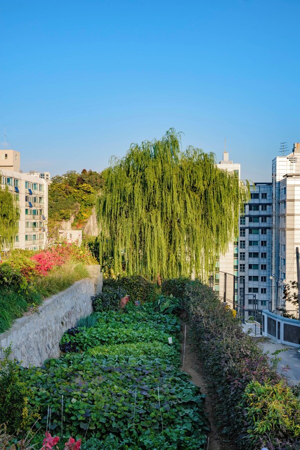 Un giardino con un salice piangente, un muro in pietra e diverse piante.