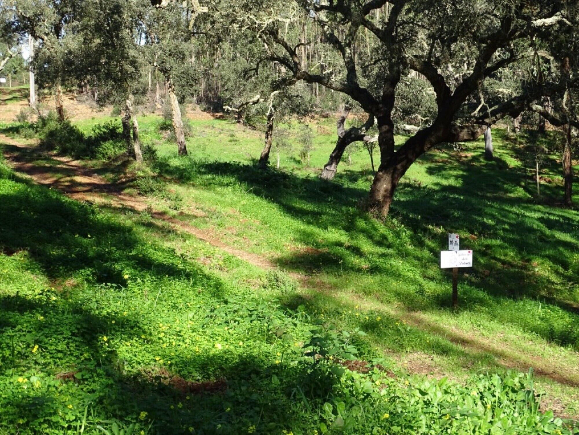 Paesaggio naturale con alberi e un sentiero erboso.