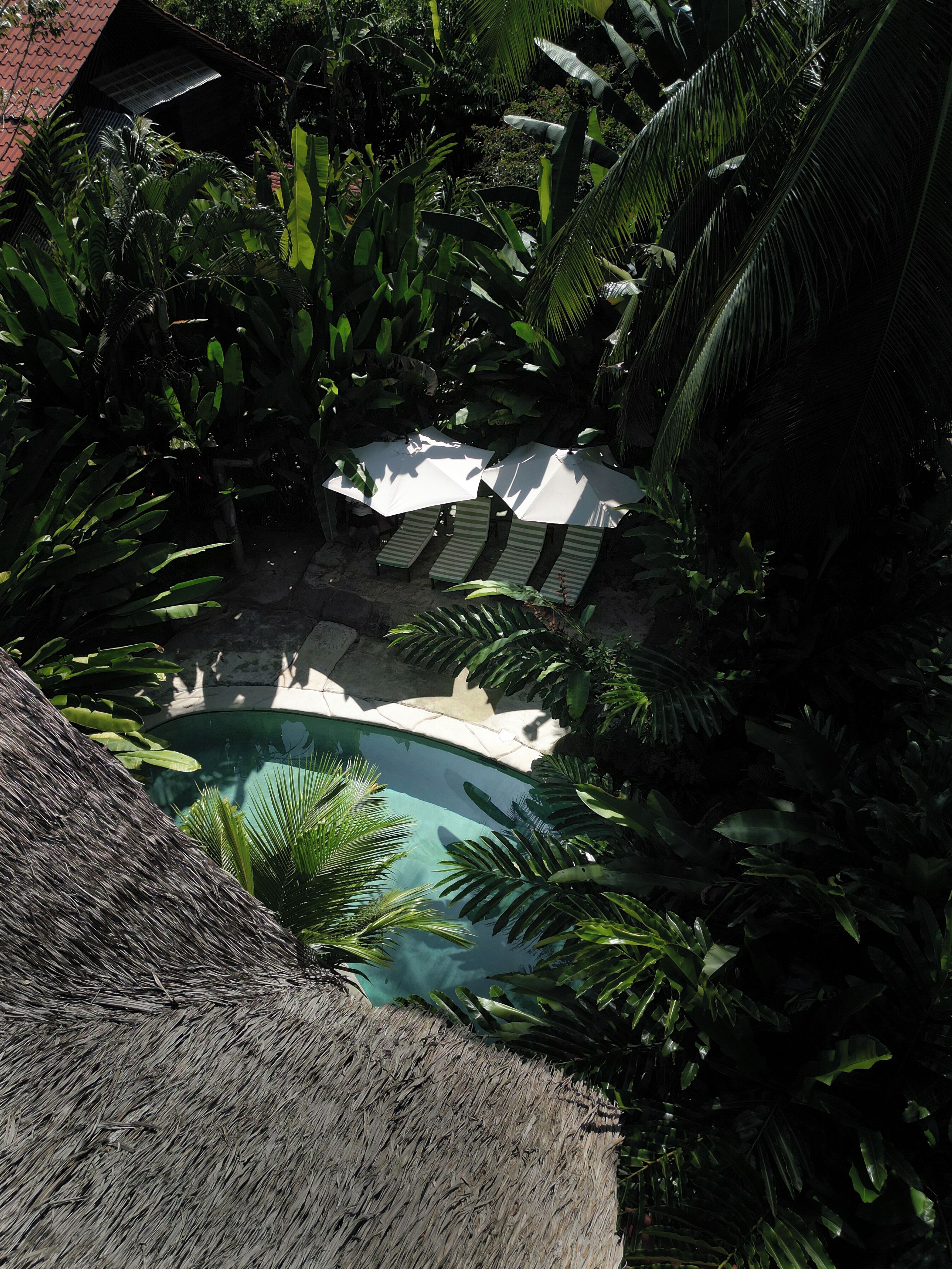 Une piscine entourée d’une végétation luxuriante, avec des chaises longues et des parasols.