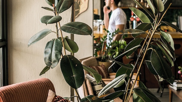 A cozy seating area with a wooden table and a cushioned chair, surrounded by green plants. - Domus Tlv (Tel Aviv)